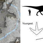 210421-tyrannosaur-footprints-image2-comparison