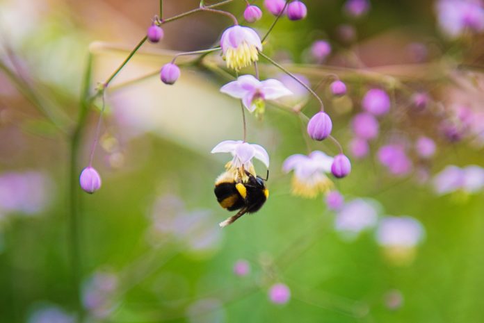 A bumblebee hanging from a flower.