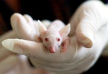 A laboratory mouse being held by a scientist wearing white latex gloves.