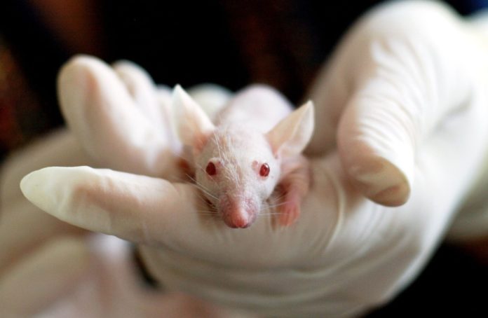 A laboratory mouse being held by a scientist wearing white latex gloves.