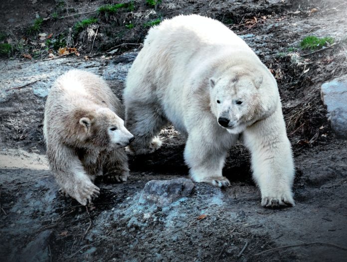 Two polar bears walking across muddy rocks and melting snow.