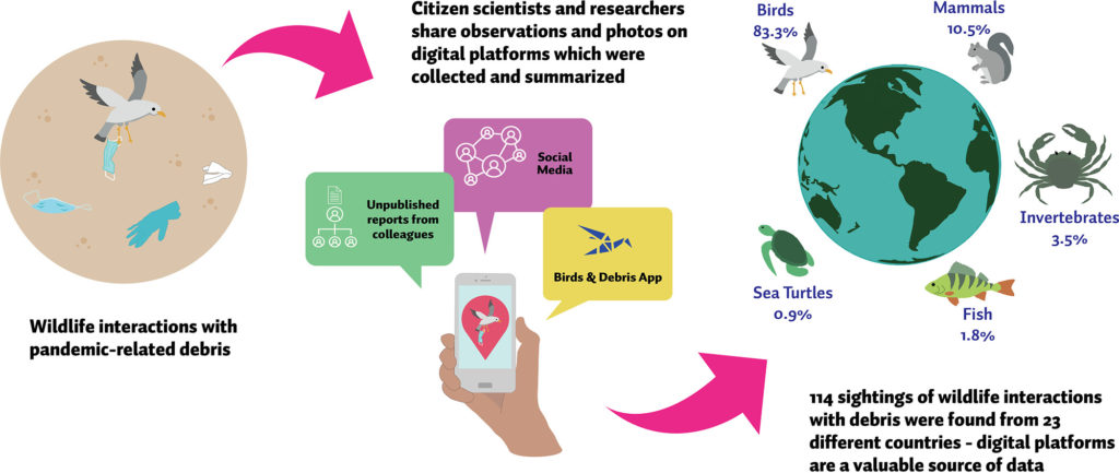 A graphical abstract explaining the research study. The left-hand side shows an image of a seagull carrying a discarded medical mask. The caption underneath says "Wildlife interactions with pandemic-related debris." The image in the middle shows a hand holding a cell-phone, to demonstrate the use of community science observations (unpublished reports from colleagues, social media, and the Birds and Debris app). The caption above says "Citizen scientists and researchers share observations and photos on digital platforms which were collected and summarized." The image on the right shows a globe surrounded by animals with percentages and words next to them: a seagull (83.3%, "Birds"), a squirrel (10.5%, "Mammals"), a crab (3.5%, "Invertebrates"), a fish (1.8%, "Fish"), and a turtle (0.9%, "Sea Turtles"). The caption says "114 sightings of wildlife interactions with debris were found from 23 different countries - digital platforms are a valuable source of data."