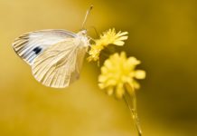 Cabbage White butterfly sitting on a yellow flower