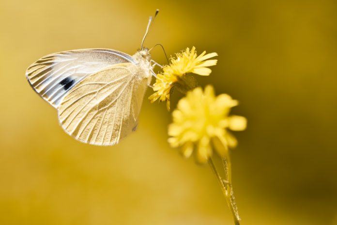 Cabbage White butterfly sitting on a yellow flower