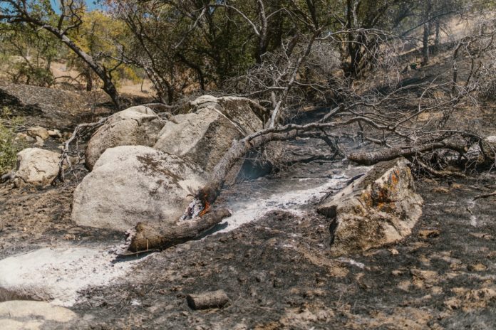 The aftermath of a forest wildfire. The image shows a burnt tree laying on a ground covered in ashes.