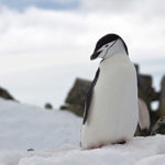Penguin-feather-de-icing