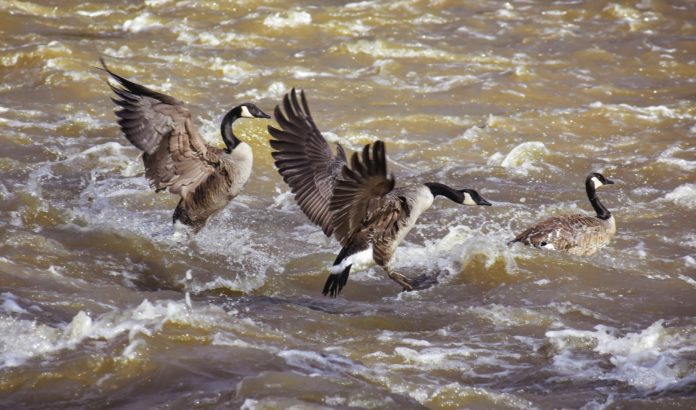 A flock of Canada geese landing on the water.
