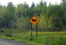 A yellow moose crossing sign next to a road through a forest.