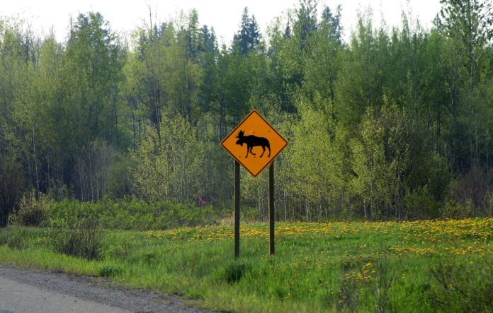 A yellow moose crossing sign next to a road through a forest.