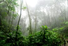 A rainforest full of trees and covered in mist.