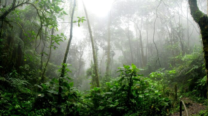 A rainforest full of trees and covered in mist.