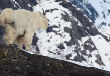 Close up view of an adult male mountain goat in late-winter, near Juneau Icefield, Alaska. In the background, steep avalanche prone slopes are visible.