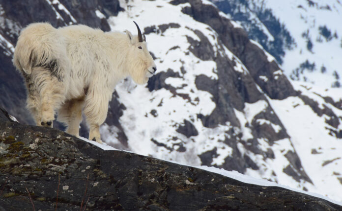 Close up view of an adult male mountain goat in late-winter, near Juneau Icefield, Alaska. In the background, steep avalanche prone slopes are visible.