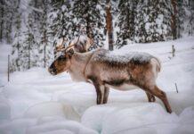 A caribou standing in the snow in a forest.