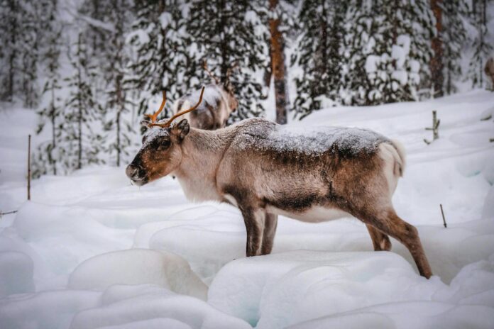 A caribou standing in the snow in a forest.